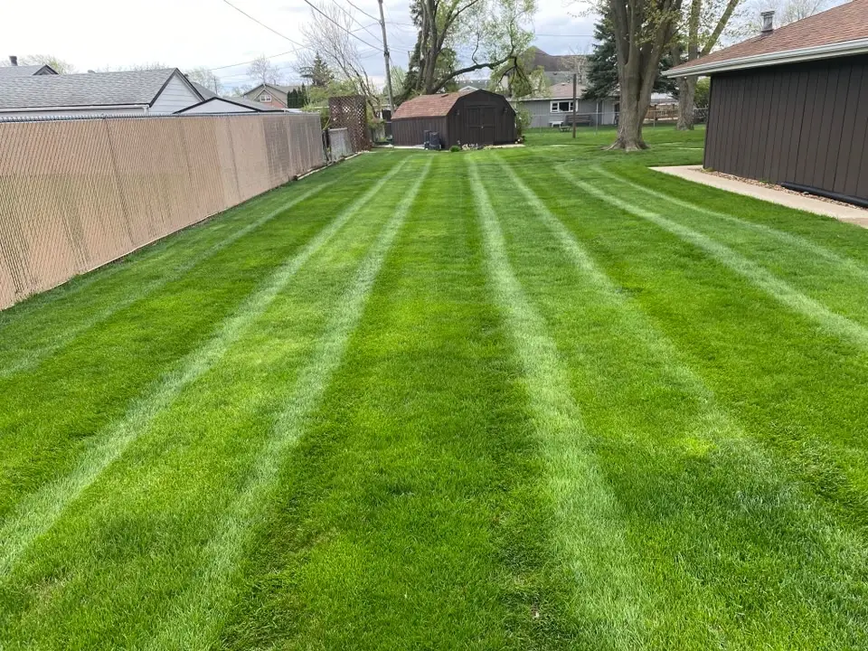 Backyard lawn with deep green mowing stripes running toward a shed